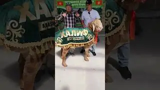Халиф из хозяйства Абдуллы Шарипова 