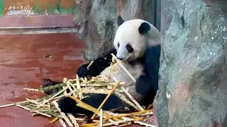 Guangzhou Zoo 1 Day Trip