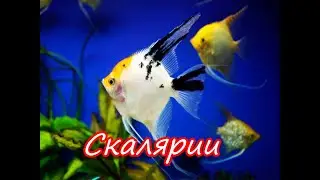 Аквариумные рыбки/Скалярии/уход и содержание