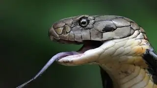 For The Snake