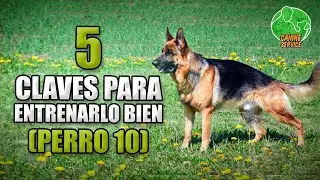 How to Train a German Shepherd Dog (Basic and Advanced Obedience Training)