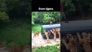 Tiger vs. Man