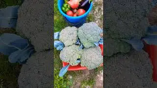 Сбор урожая 🍅🍆🥦💞 Капуста брокколи 🥦 #оттатьяныслюбовью #огород #дача #урожай #капуста #брокколи