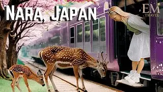 Nara. The Mystical Japanese Village Where Wild Deer Bow ‘Respectfully’ To Visitors.