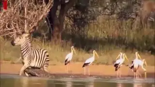 Wild animals fight to death - the animals world - hd - 06 - 2017