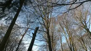 How to find direction in the forest when it's daytime but cloudy 🌳🌥️🌳⛄