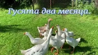 Гусята два месяца