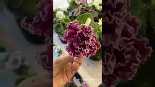 Цветонос с сорта АВ-Терпкая Вишня.