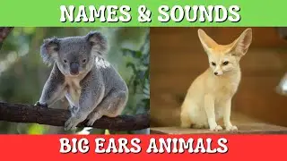 Animals With Big Ears || Unveiling the Names and Sounds of Nature's Biggest Eared Animals!