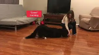 Bernese Mountain Dog learns down and crawl #dog