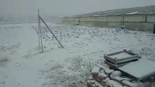 как зимует клубника