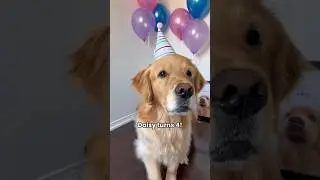 Surprising my dog for her birthday! 🎂 #dogshorts #goldenretriever #dogs #puppies #doglife #puppy