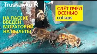 Пчёлы. Осенний слёт семей.  Метод против пропажи пчёл из улья. Прошлый год получилось. 