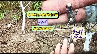 Nitrogen 🍏 Application & Sap Movement || 2024 ||