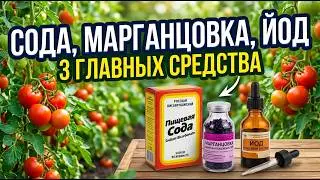 Why Soda and Iodine DON'T Work: The Most Common Mistake Gardeners Make When Fertilizing Tomatoes