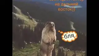 Прикол