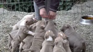 VERY AGRESSIV AMERICAN BULLY PUPPIES 2022