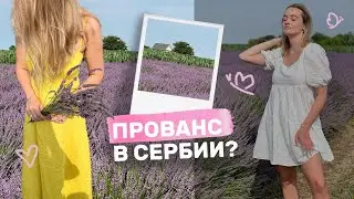 Лавандовые поля и прованс в Сербии | 150 евро за вход?