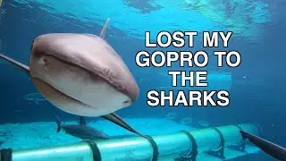 LOST MY GOPRO TO THE SHARKS @ ATLANTIS BAHAMAS
