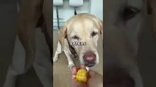Why Do Dogs Eat Poop And How To Stop It With 3 Simple Hacks 🐶💩