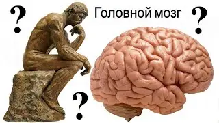 Неразгаданные тайны мозга (рассказывает Татьяна Черниговская)