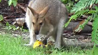 Малыш кенгуру ест манго.. Добби во всей красе.. Kangaroo and about Dobby..