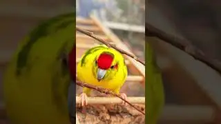 Kakariki bird