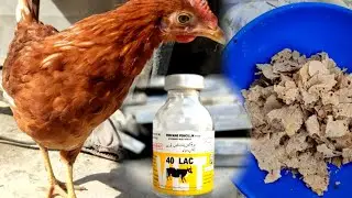 Murgiyon Ko Sardi Se Kaise Bachaye || Murgi Ko Sardi Ka Ilaj #shehrmainگاؤں