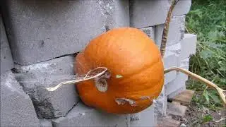 Stormy Weekend Edition: Pumpkin, Soil, Cats and Dogs