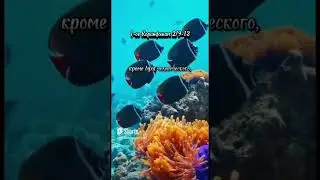 1-ое Коринфянам 2/9-13(синод) #библия #спасение #бог #любовь #истина #иисусхристос #жизнь #shorts
