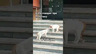 розмова котів про політику #travel #політика #турция #життя #cat #cats #politics #live #istanbul