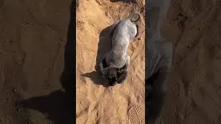 Велком ту Сан Тропэ