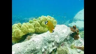First Diving on Koh Tao