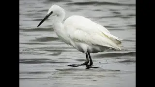 Foeragerende kleine zilverreiger - grappig om te zien hoe hij met zijn poot trilt .