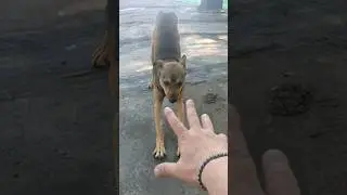 Пёс на крыше 🙂