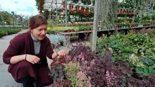 Erbacee perenni, parliamo della HEUCHERA