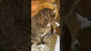 ЛЕСНОЙ КОТИК БАРСИК греется на бревнышке 