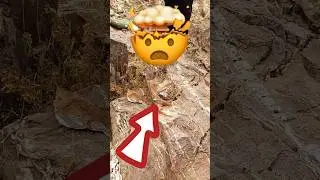 🤯😱               . #shots #nature #short #capcut