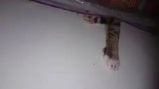 Stevie's Paws hunting Pencil!
