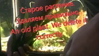 Старое растение. Удаляем правильно. An old plant. We delete it correctly.