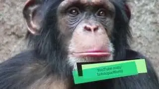 Critically Endangered Animals presented by Infotopia