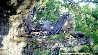 A Saker Falcon family from Southern Siberia