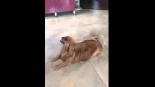 Пес Гуча поет песни!