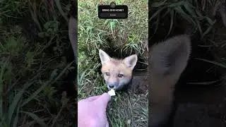 HAND FEEDING FOX IN THEIR DEN!! 🔥