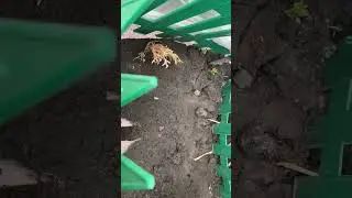 #туя