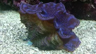 How keep a blue maxima clam.