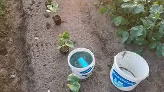 И огурцы ничем не будут болеть!