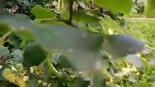 Мадам Валентина Мадам Валентина в прямом эфире!
