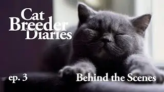 Cat Breeder Diaries ep.3: What Really Happens Inside A Modern Cattery