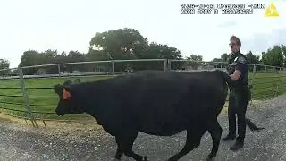 Mooooo-ve along!